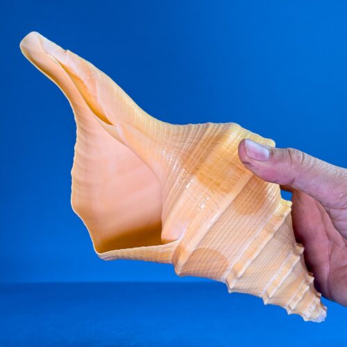 Syrinx Aruanus – Australian Trumpet Shell Collection (Indonesia, 28–29 cm / 10–12")