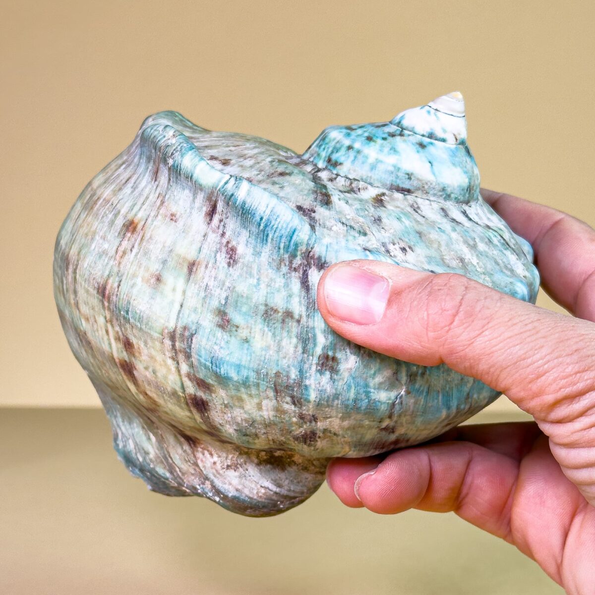 Turbo Marmoratus – Green Turban Shell Collection (Madagascar, ~15 cm ...