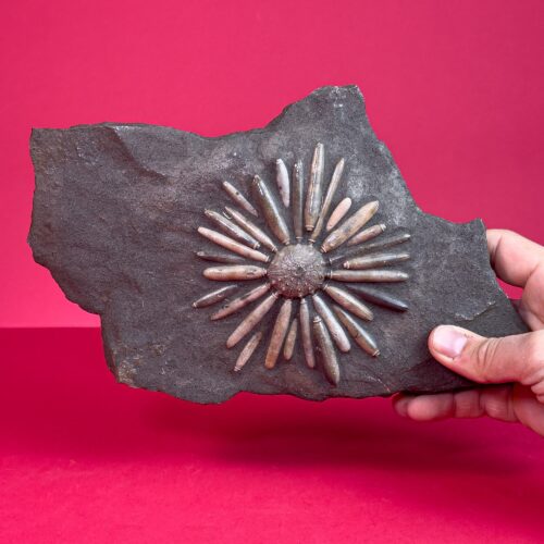 Sea Urchin - Fossil matrix - Asterocidaris Bistriata