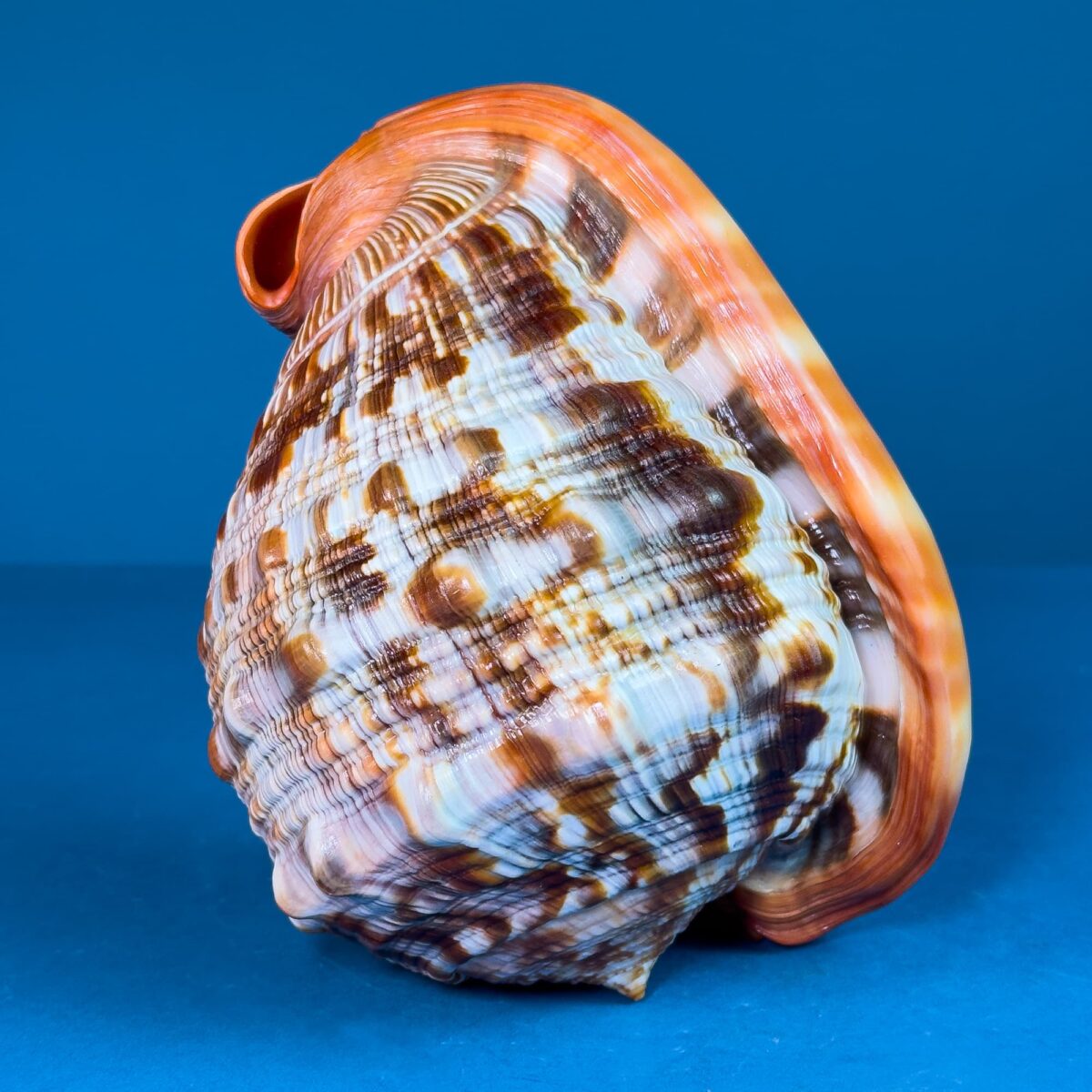 Cypraecassis rufa large speciment (~17 cm) – Latiaxis
