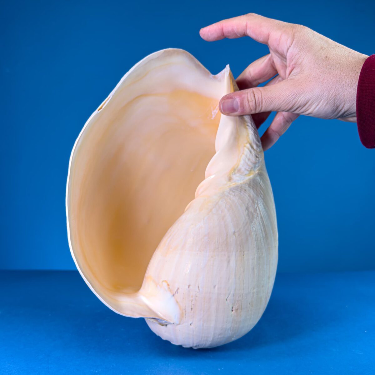 Melo Broderipii Sea Shell – Philippines (11–12 in / ~29 cm) – Latiaxis