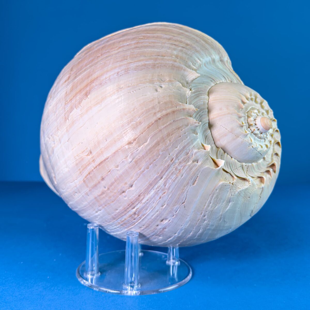 Melo Broderipii Sea Shell – Philippines (11–12 in / ~29 cm) – Latiaxis