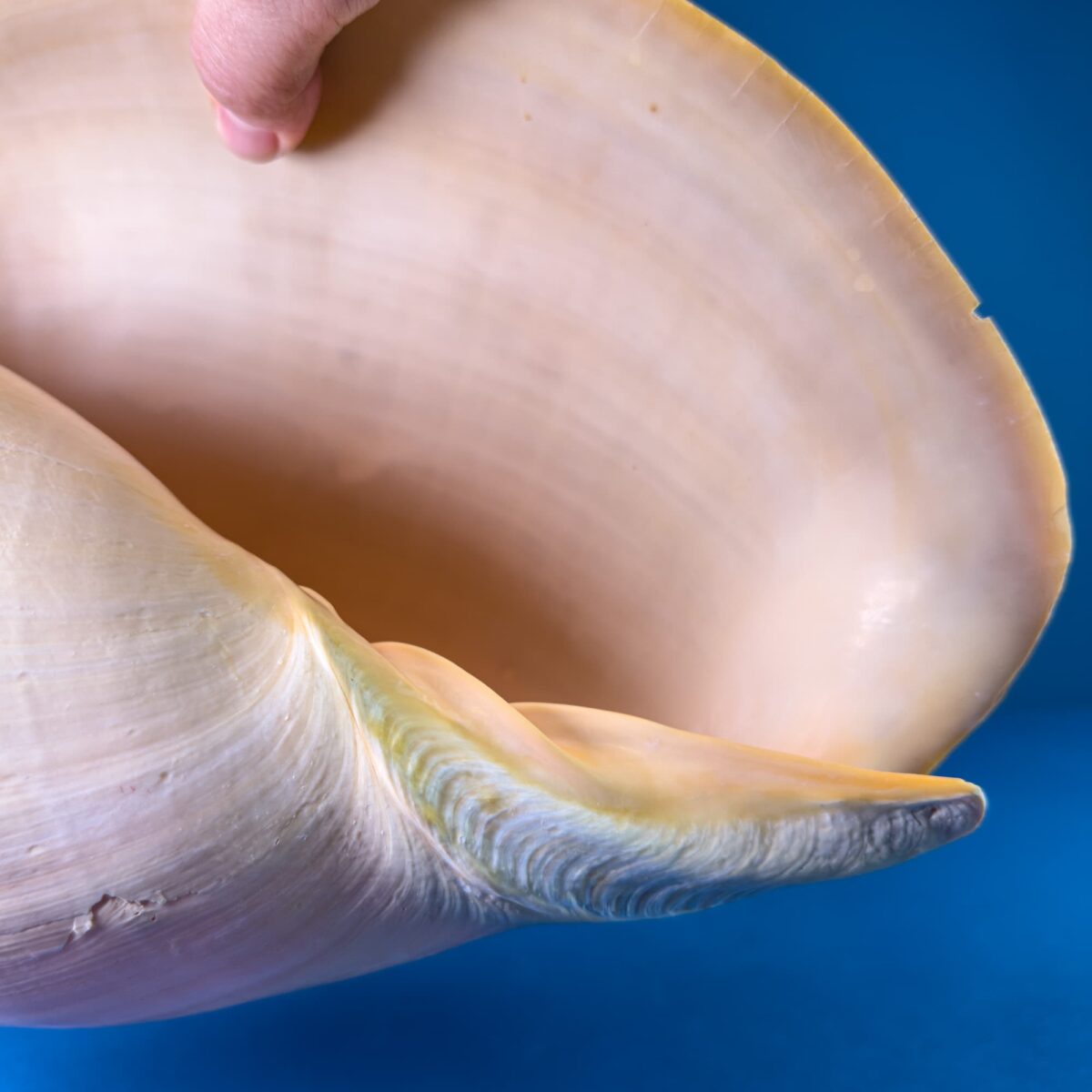 Melo Broderipii Sea Shell – Philippines (11–12 in / ~29 cm) – Latiaxis