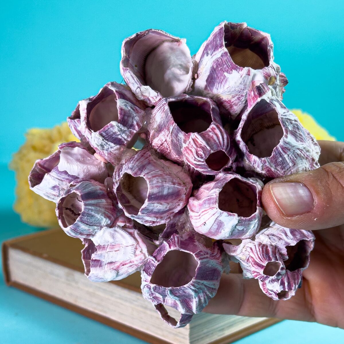 Barnacle colony Sea shell – Balanus sp. SMALL (13-16 cm) – Latiaxis