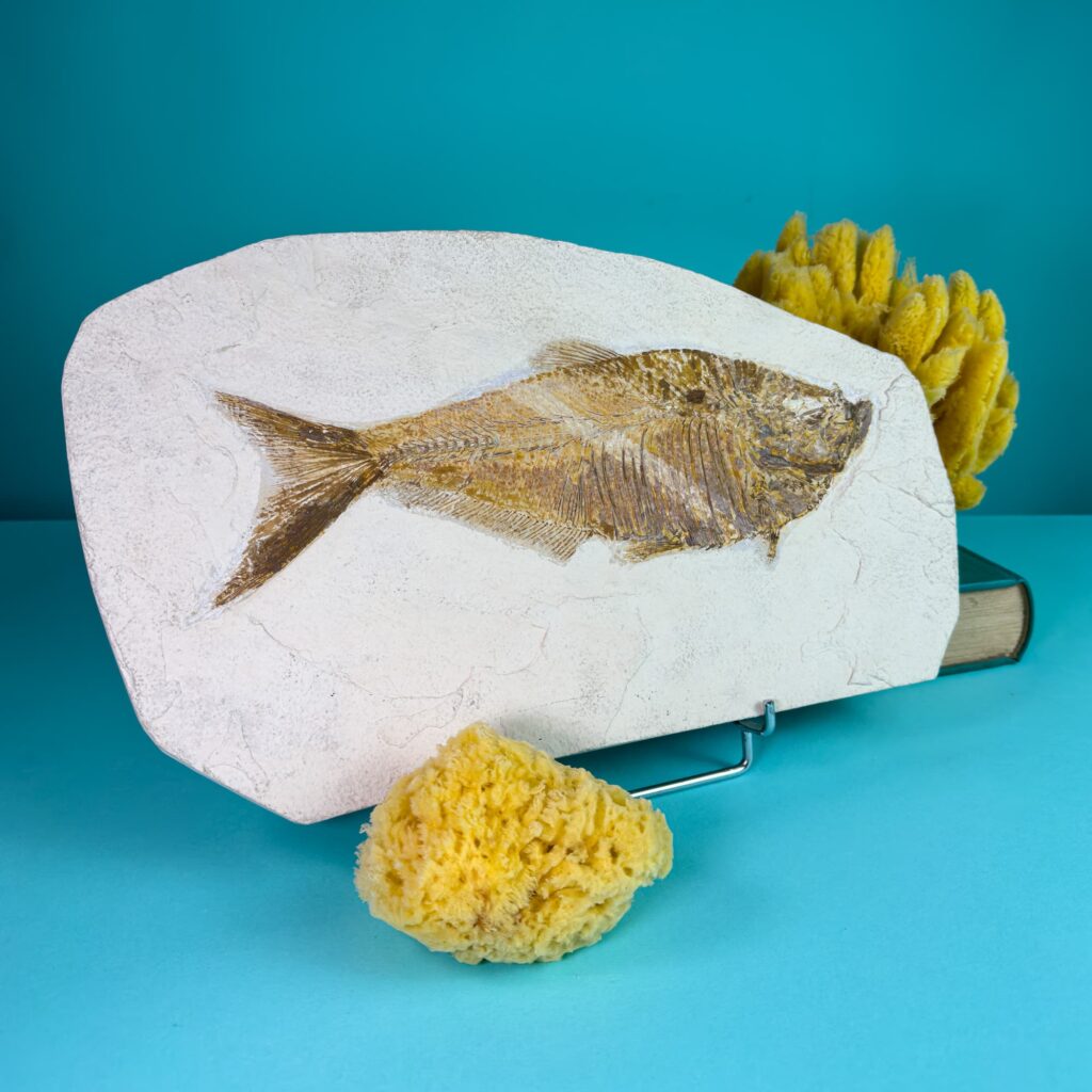 Fossil Fish Slab – Diplomystus – Green River Formation – Latiaxis