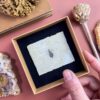 08 (1 larvae)