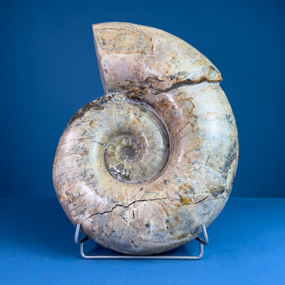 Ammonite Lytoceras – Madagascar (Over 15 kg) – Latiaxis