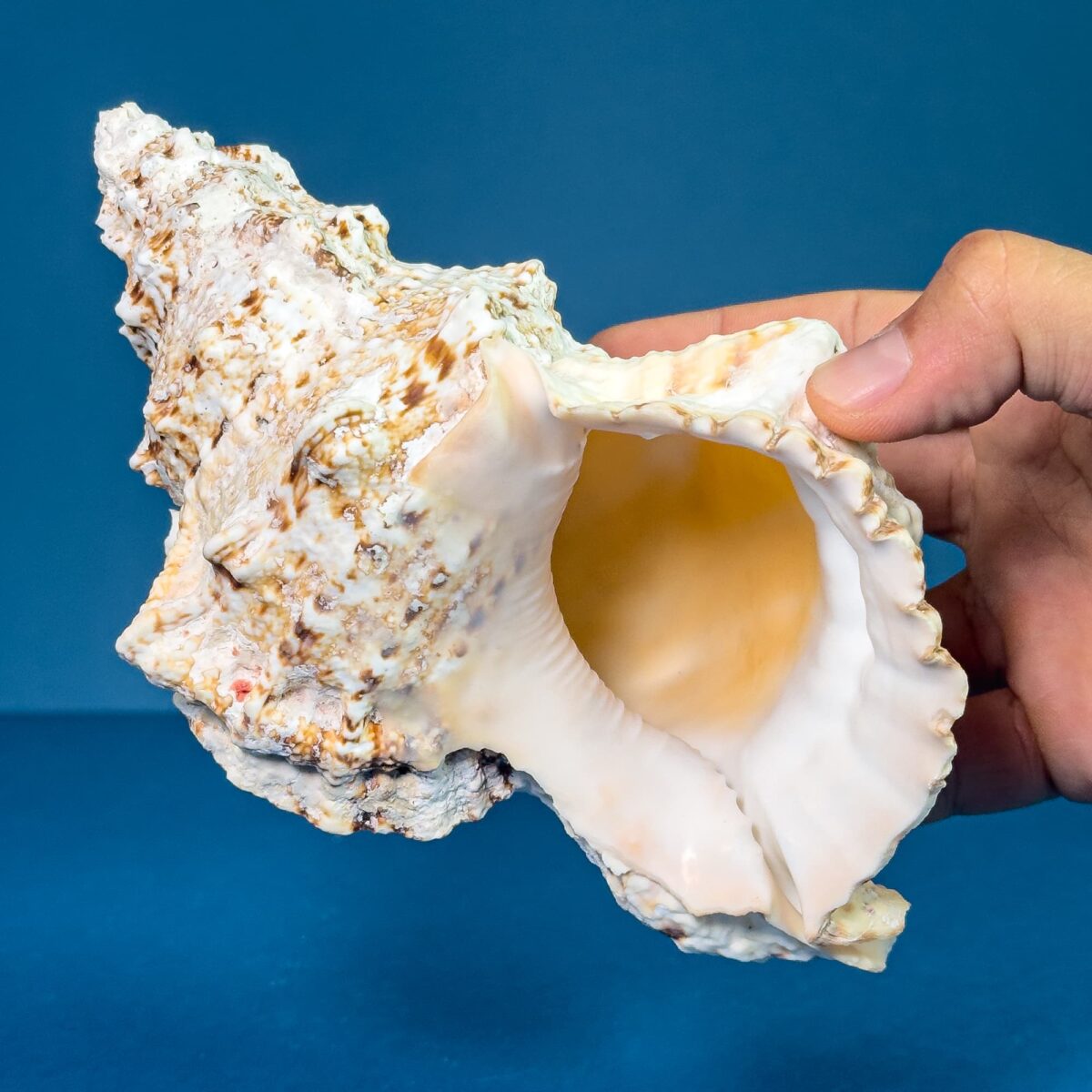 Shell Frogs Bursa bubo (Frog Shell) – Natural Sea Shell from the Philippines ~ 21 ...
