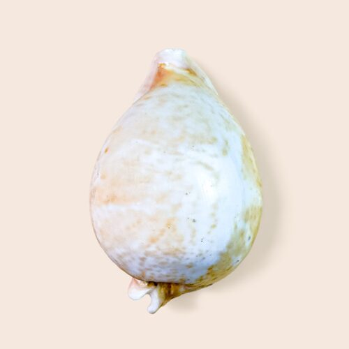 Cypraea armeniaca &ndash; Deep-Water Cowry from Port Lincoln &ndash; 104 mm