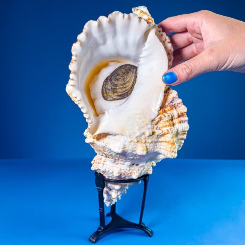 Bursa bubo (Frog Shell) – Natural Sea Shell from the Philippines | 28.5 cm