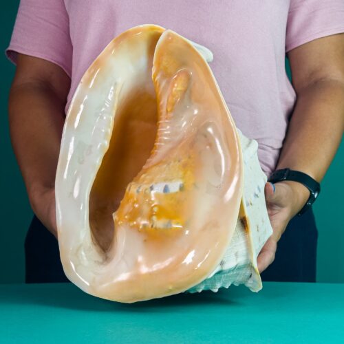 Cassis cornuta (Queen Helmet) Shell – TOP QUALITY – Philippines | 30 cm