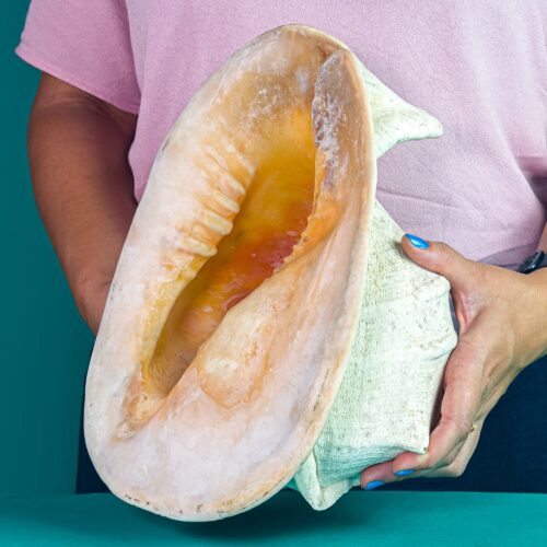 Cassis cornuta (Queen Helmet) Shell – Philippines | 29,5 cm