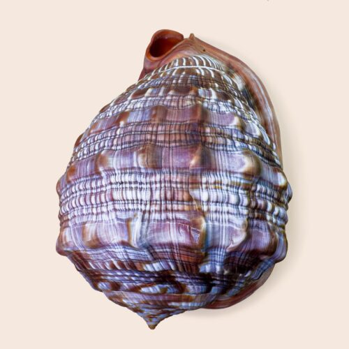 Cassis rufa – XXXL Helmet Shell – 174 mm – Madagascar