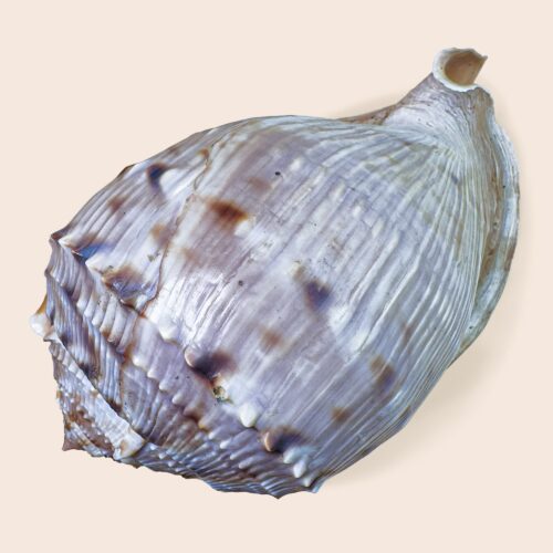 Cassis tessellata – Large Helmet Shell – 195 mm – Gabon