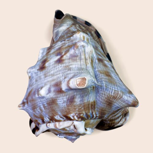 Cassis tuberosa – King Helmet Shell – 141 mm – Caribbean