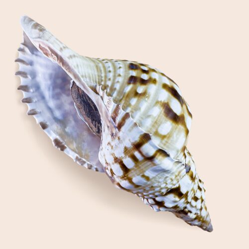 Charonia nodifera lampas – Large Triton Shell – 225 mm – Sicily