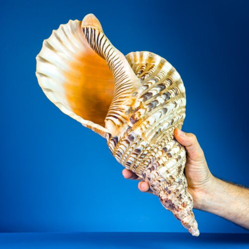 Charonia tritonis &ndash; False Trumpet Shell &ndash; Exceptional 41.7 cm Specimen from Madagascar