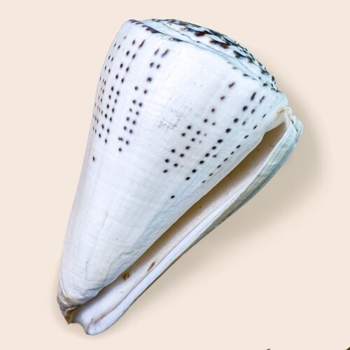 Conus leopardus – Giant Collector Cone Shell – 155 mm