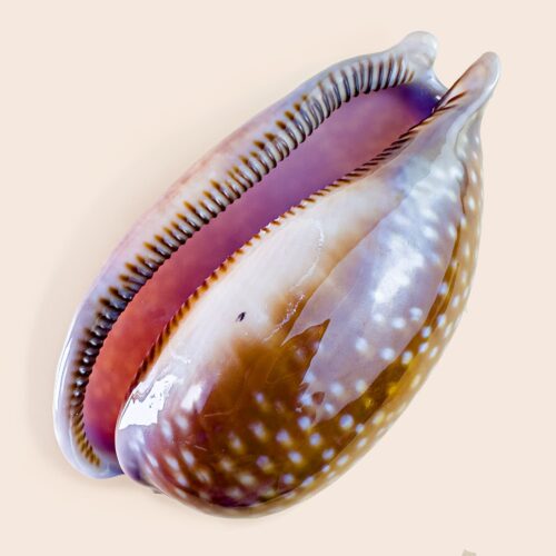 Macrocypraea cervus – Atlantic Deer Cowry – 112 mm – Florida