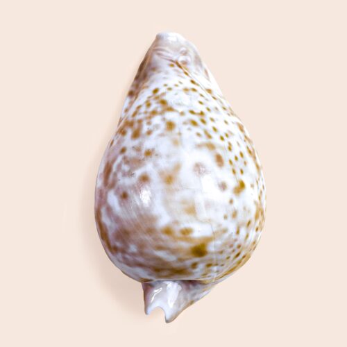 Cypraea Umbilia hesitata – 95.5 mm
