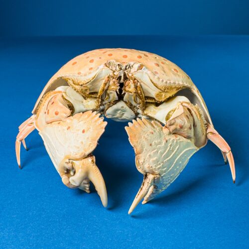 Dotted Calappa Crab &ndash; Natural Marine Specimen from Indonesia