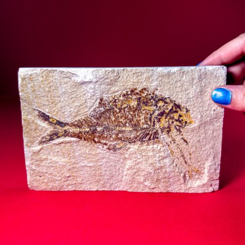 Fossil Fish Slab – Diplomystus Fossils, Eocene, Green River Formation