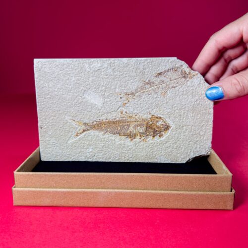 Fossil Fish Slab – Knightia Fossil Fish Slab with Two Specimens – Eocene, Green River Formation