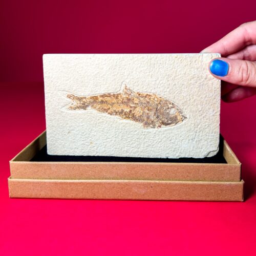 Fossil Fish Slab – Diplomystus Fossil Fish Slab – Eocene, Green River Formation