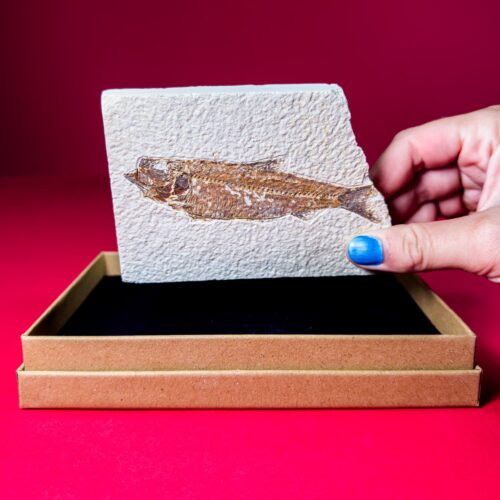 Fossil Fish Slab – Diplomystus Fossil Fish Slab – Eocene, Green River Formation