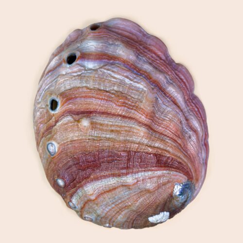Haliotis rufescens – Large Red Abalone Shell – 195 mm – California
