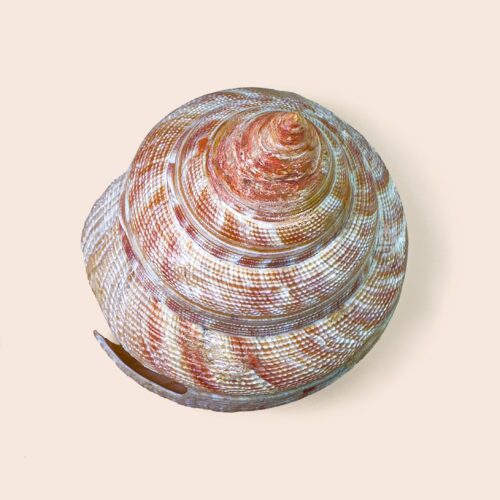 Bayerotrochus hirasei &ndash; Japanese Slit Shell &ndash; 86 mm