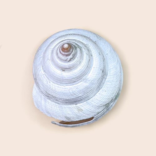 Bayerotrochus hirasei albina – Albino Japanese Slit Shell – 70 mm
