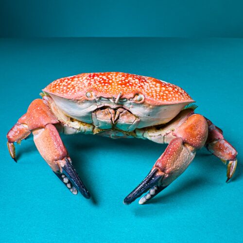 Integerrimus Crab &ndash; Natural Marine Specimen from Indonesia