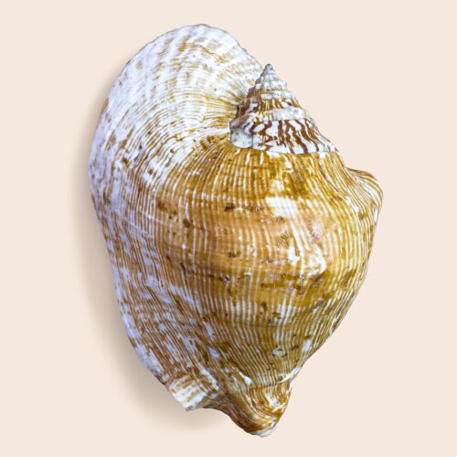 Strombus latissimus citra – XXL Collector Shell with Operculum – 185 mm