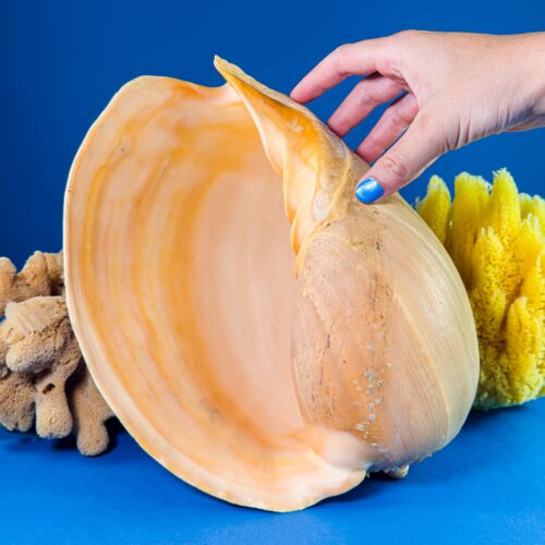 Melo broderipii Sea Shell from the Philippines – 29