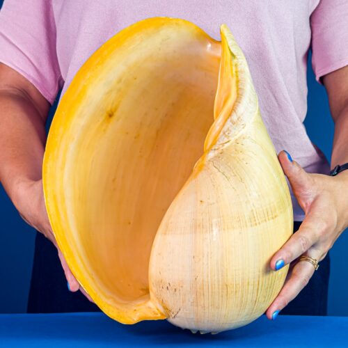 Melo broderipii Sea Shell from the Philippines – 31 cm