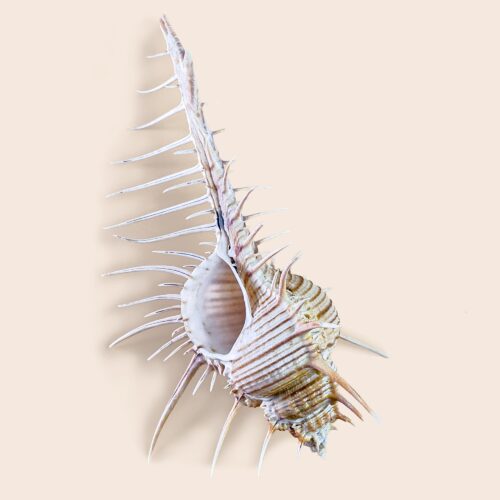 Murex stroscheli – Extra Large Spiny Murex – 158 mm
