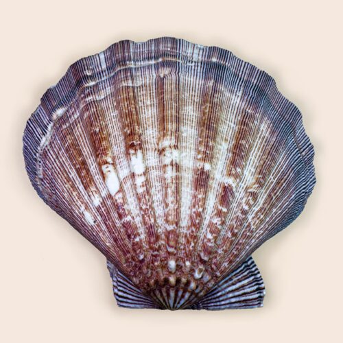Pecten subnodosa – Large Scallop Shell – 150 mm