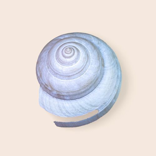 Pleurotomaria westralis – Australian Slit Shell – 90 mm