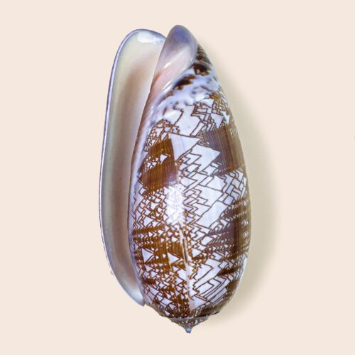 Oliva porphyria &ndash; Large Patterned Olive Shell &ndash; 105.7 mm