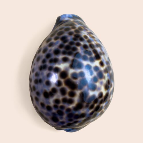 Cypraea tigris schilderiana – Hawaiian Tiger Cowry – GEM Fd – 111 mm