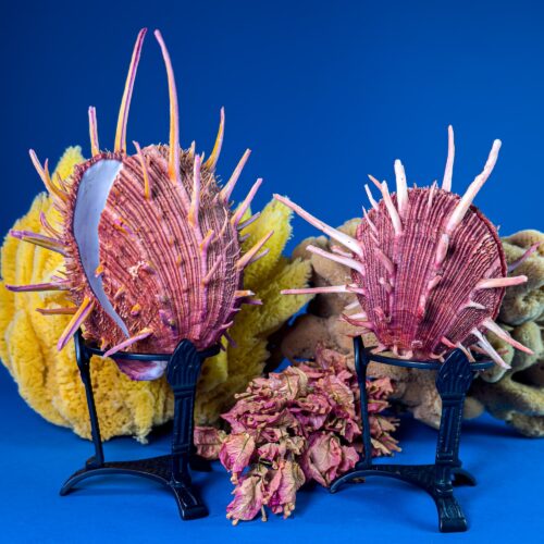 Spondylus regius - Natural Thorny Oyster Shell from the Philippines - Various Sizes