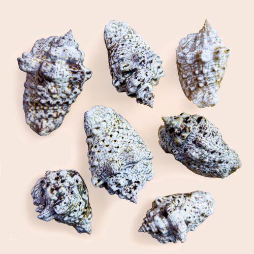 Collection of 7 Lentigo lentiginosus – Various Forms – 76–96 mm