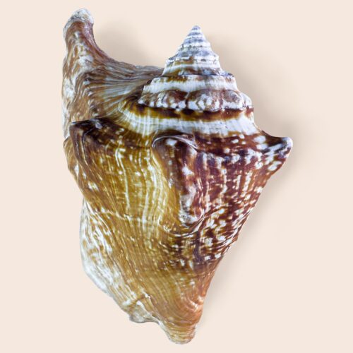 Strombus tricornis – Large Collector Shell – 129 mm – Djibouti