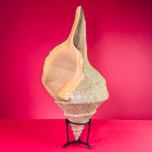 Syrinx aruanus Natural Sea Shell from Indonesia – 53.5 cm