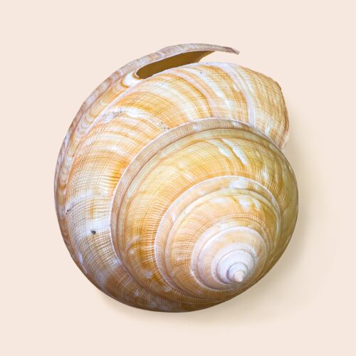 Bayerotrochus teramachii – Teramachi’s Slit Shell – 106 mm – Japan