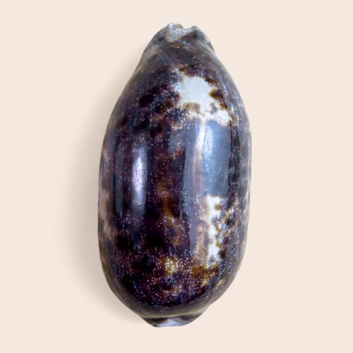 Chelycypraea testudinaria &ndash; Tortoise Cowry &ndash; 122 mm &ndash; Madagascar