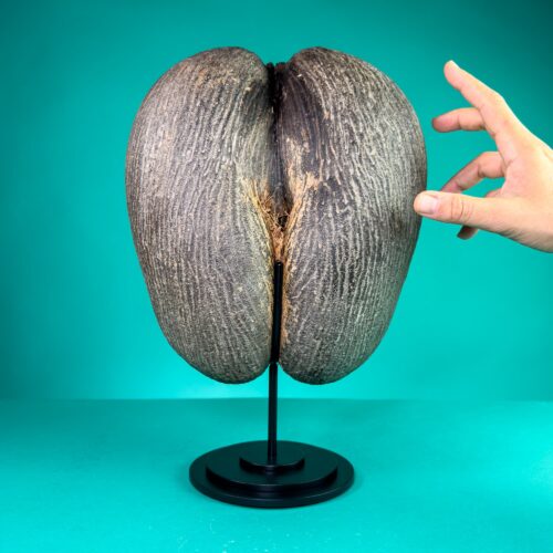 Coco de Mer