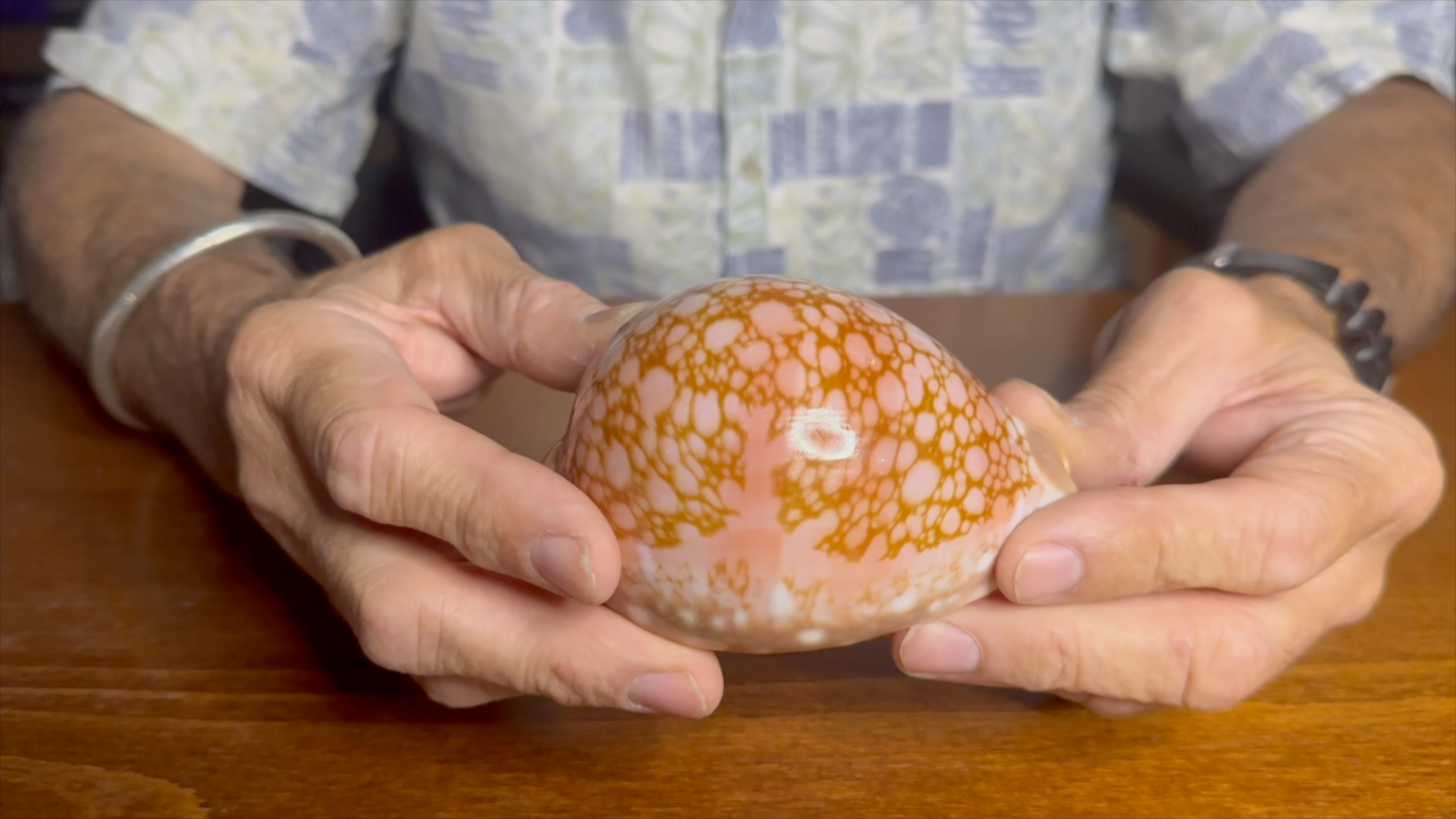 Bruno Briano holding the 110.4 mm Callistocypraea broderipii specimen