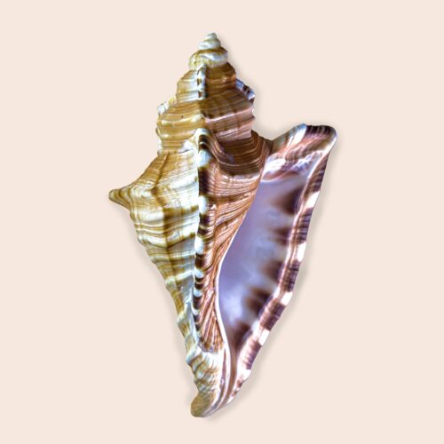 Cymatium raderi – Large Triton Shell – 200 mm – Brazil